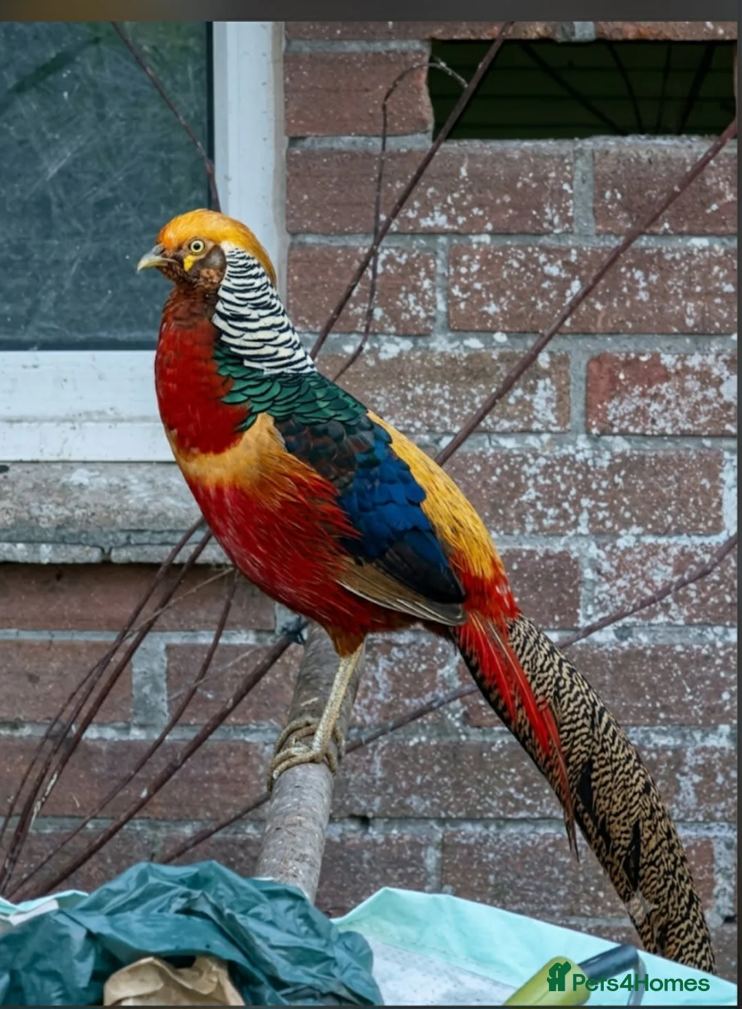 Pheasants poultry for sale: Male and female golden phesants  - Advert 1