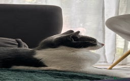 Domestic Shorthair cats for sale: Beautiful Domestic Cats-Mum,Dad&3 Adorable Kittens - Image 18