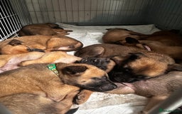 Belgian Shepherd Dog dogs for sale: Belgian malinois puppies - Image 18