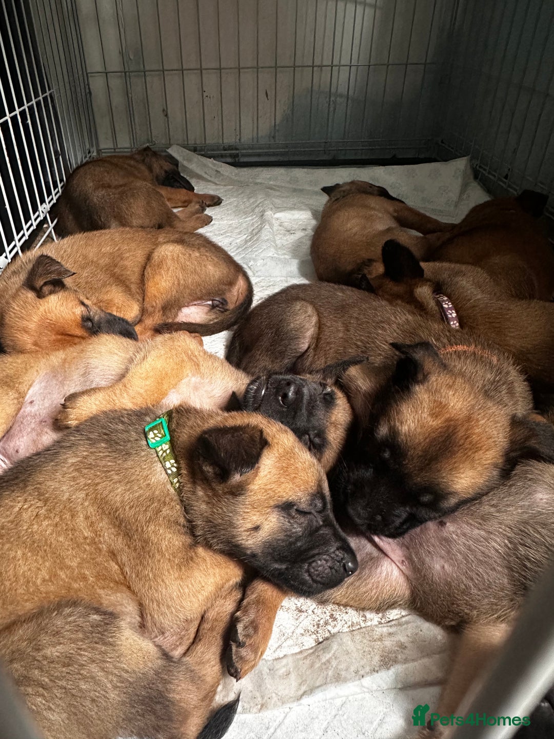 Belgian Shepherd Dog dogs for sale: Belgian malinois puppies - Image 18