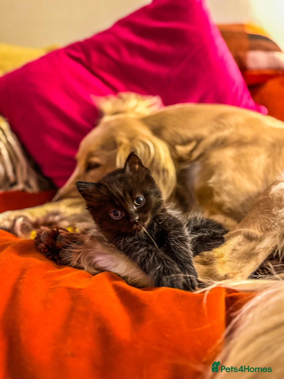 Ragdoll cats for sale: Adorable Ragdoll/ Maine Coon Mix for Forever Homes - Advert 10