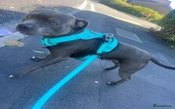 Staffordshire Bull Terrier dogs for sale: Blue Staffordshire bull terrier puppies  - Image 20