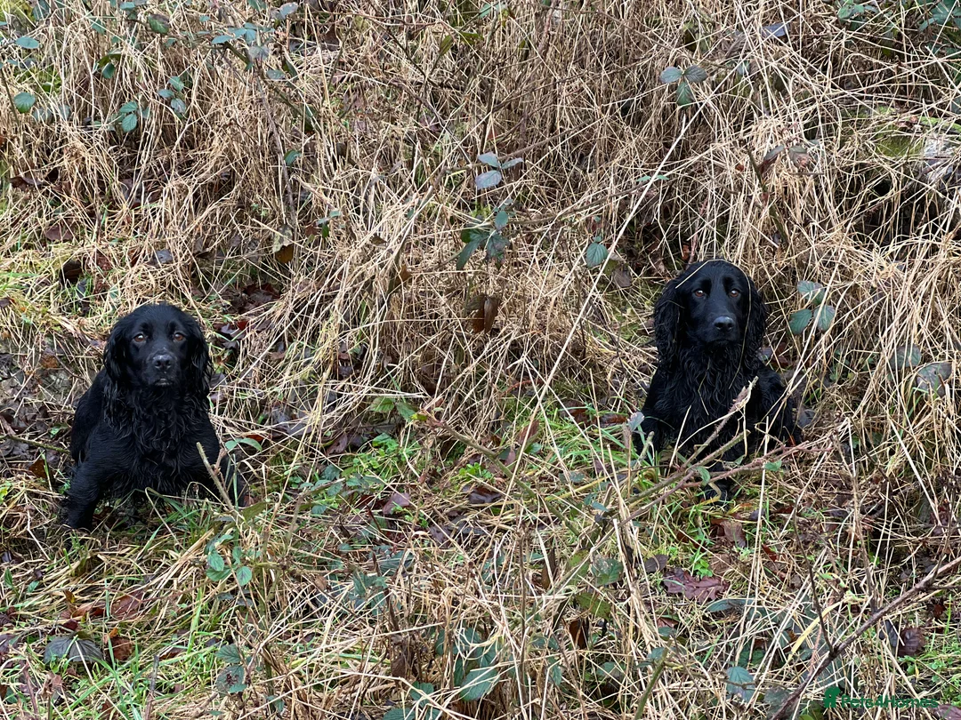 Cocker Spaniel dogs for stud: Fully health tested for stud in Preston - Advert 6