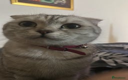 Scottish Fold cats for sale: Scottish fold beautiful kittens - Image 7