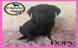 Labrador Retriever dogs for sale: 🖤 Dolly the Black Labrador Girl 🖤 in Market Rasen - Image 7
