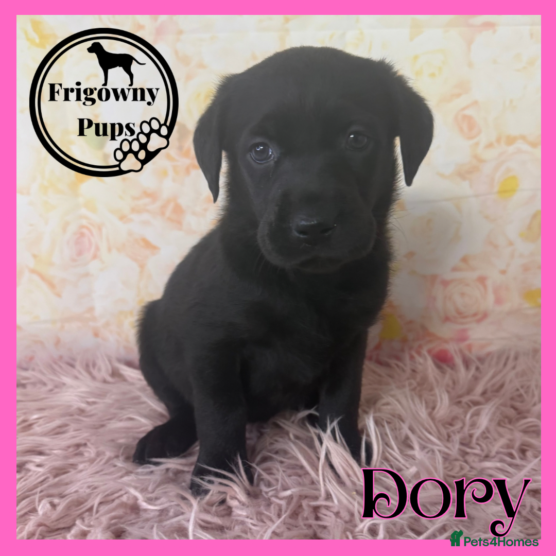 Labrador Retriever dogs for sale: 🖤 Dolly the Black Labrador Girl 🖤 in Market Rasen - Image 7
