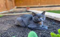 British Shorthair cats for sale: Kiki , blue British shorthair  - Image 5