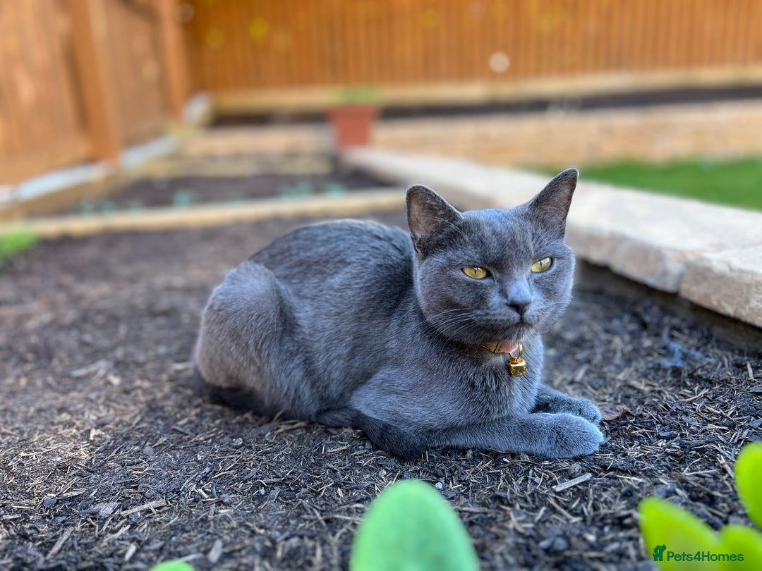 British Shorthair cats for sale: Kiki , blue British shorthair  - Image 5