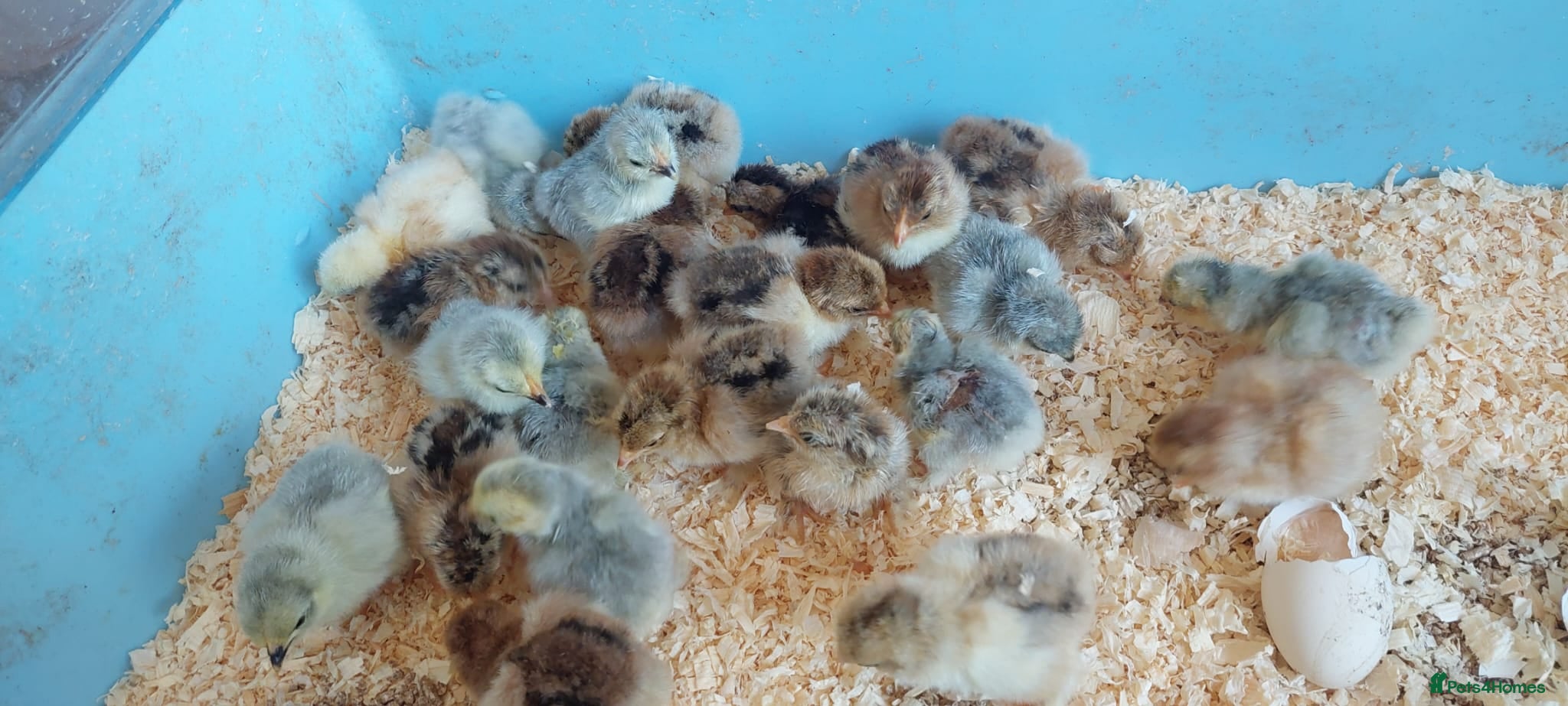 Chickens poultry chicks and chickens pure breeds - hatching eggs - Advert 1