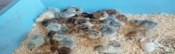 Chickens poultry for sale: chicks and chickens pure breeds - hatching eggs - Advert 1