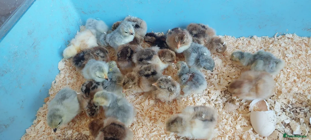 Chickens poultry for sale: chicks and chickens pure breeds - hatching eggs - Advert 1