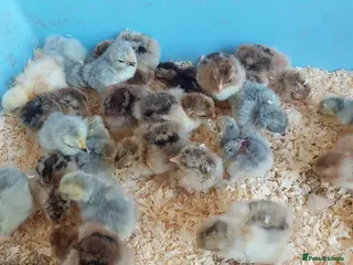 Chickens poultry chicks and chickens pure breeds - hatching eggs - Advert 1