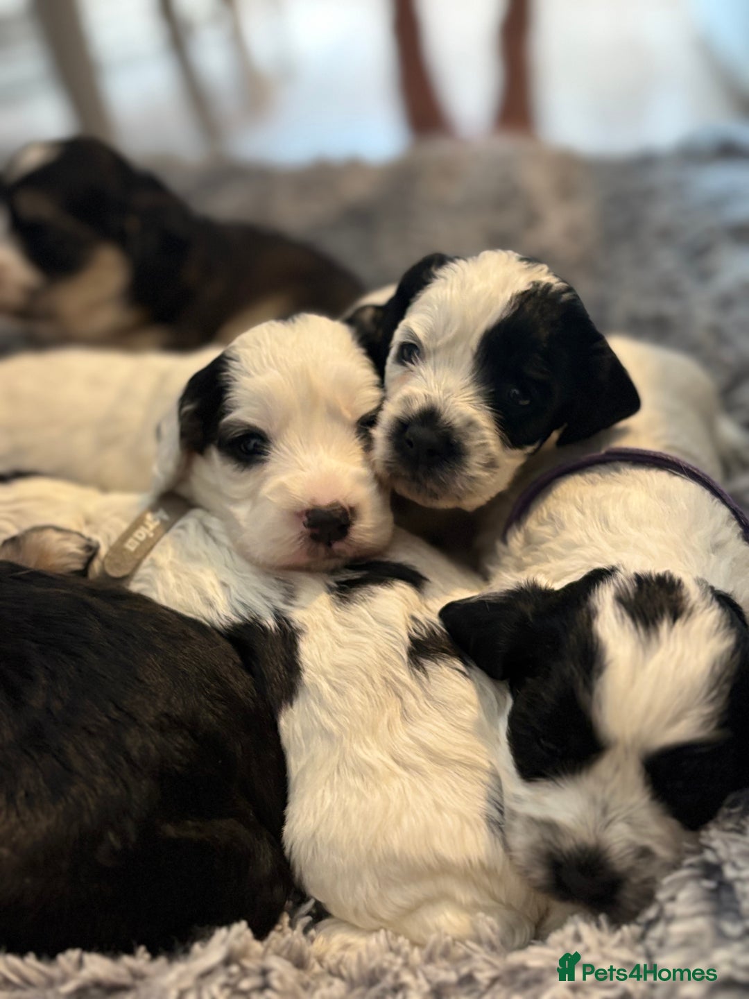 Cockapoo dogs for sale: F1 cockapoos beautiful litter 5 left* - Image 1
