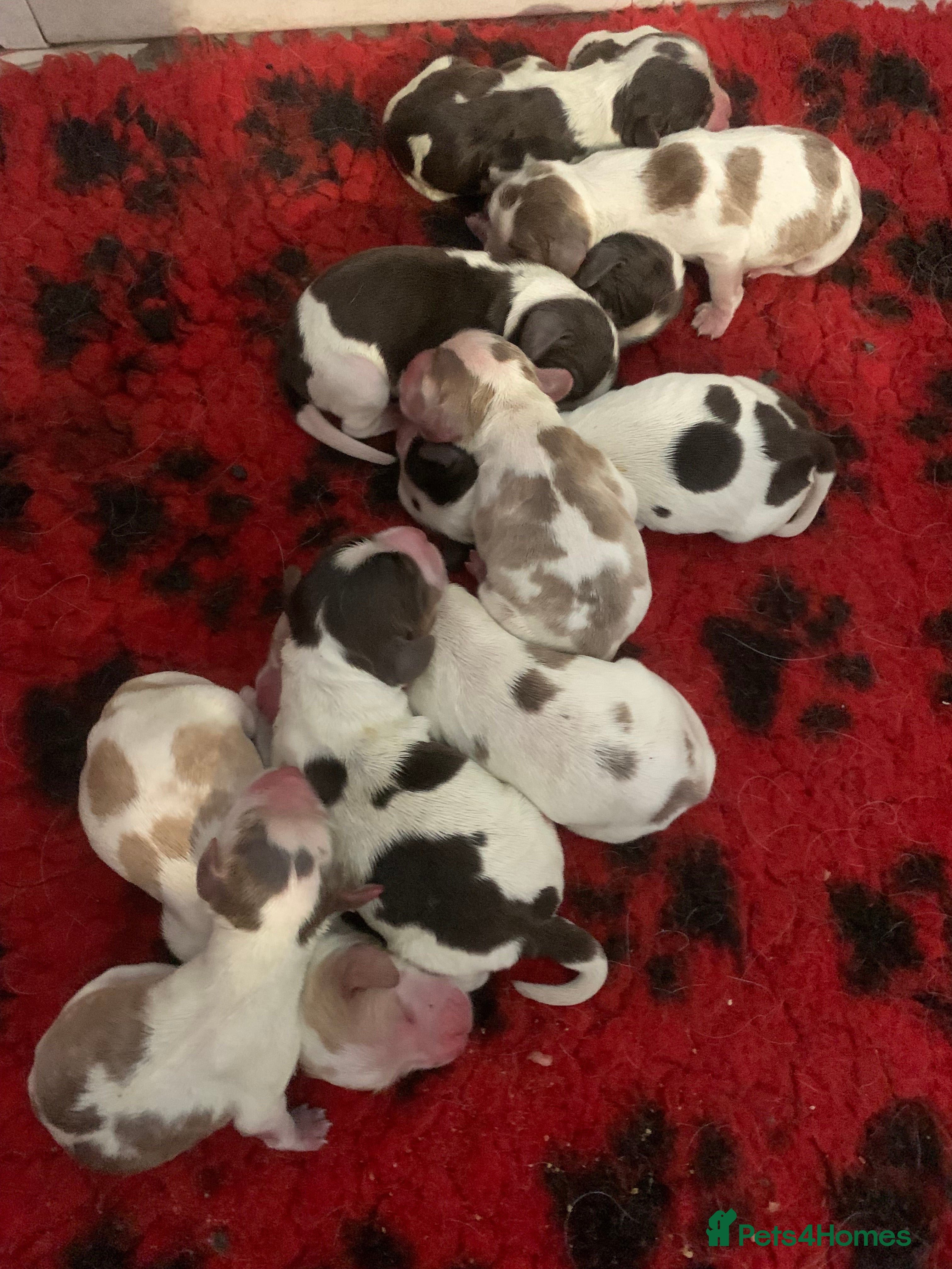 Cocker Spaniel dogs Beautiful show line cocker spaniel puppies  - Advert 11