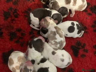 Cocker Spaniel dogs Beautiful show line cocker spaniel puppies - Advert 18