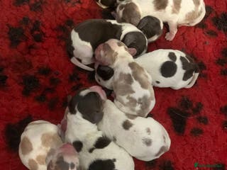 Cocker Spaniel dogs Beautiful show line cocker spaniel puppies - Advert 3