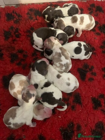 Cocker Spaniel dogs Beautiful show line cocker spaniel puppies - Advert 6