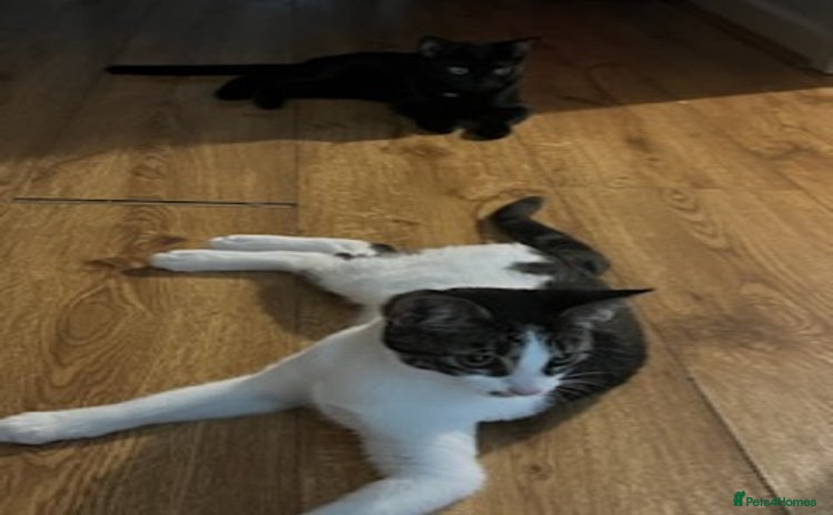 Mixed Breed cats - Advert 3