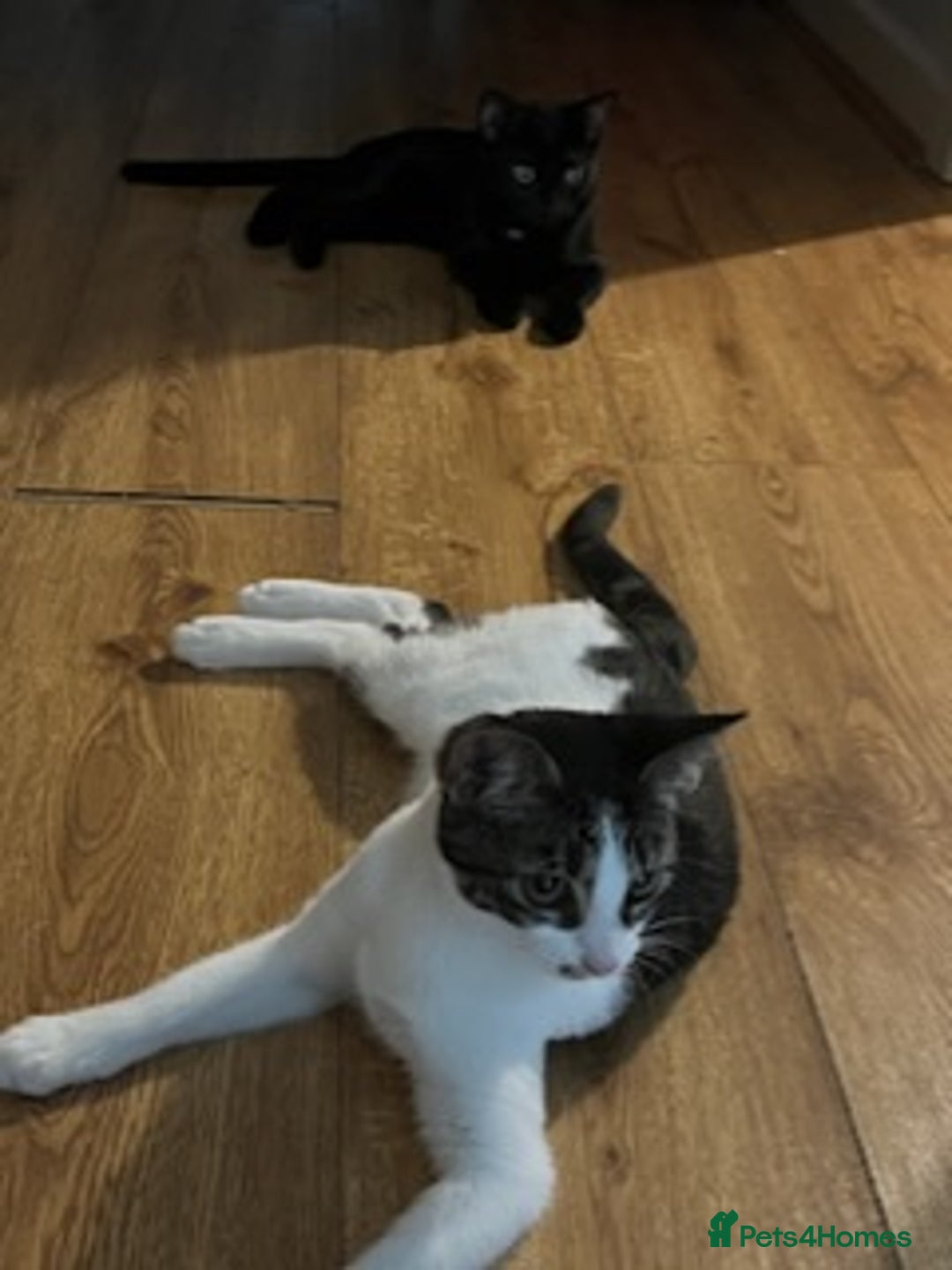Mixed Breed cats for sale: 3 kittens for sale  - Image 1