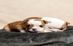 English Bulldog dogs for sale: Beautiful British Bulldog’s  - Image 10