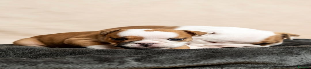 English Bulldog Puppy 4