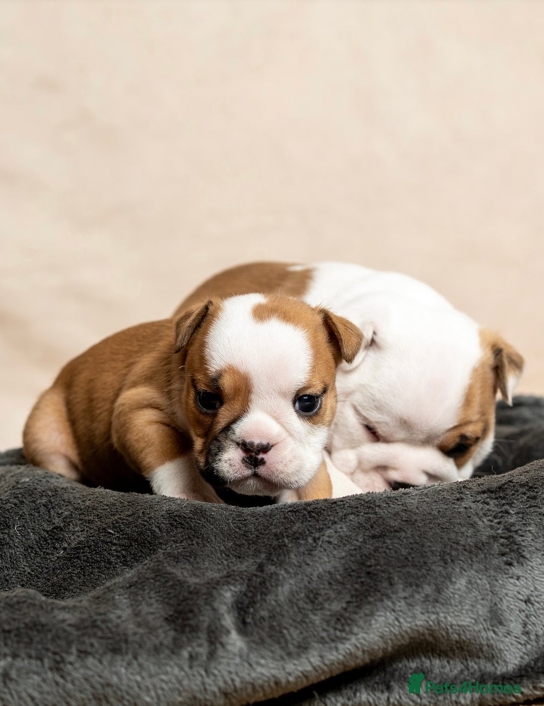 English Bulldog dogs for sale: Beautiful British Bulldog’s  - Image 10