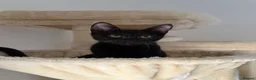 Arabian Mau cats for sale: Cuddly black kitten with unique white whiskers - Advert 3