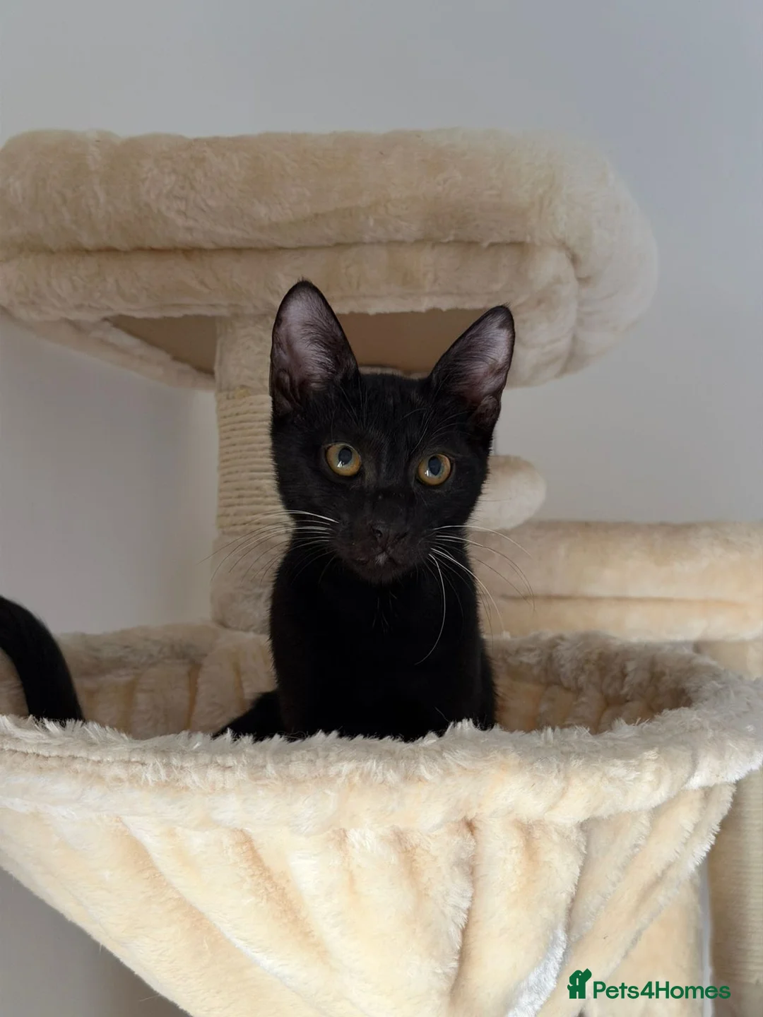 Arabian Mau cats for sale: Cuddly black kitten with unique white whiskers - Advert 3