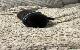 Mixed Breed dogs for sale: Cane corso mix Akita  - Image 38