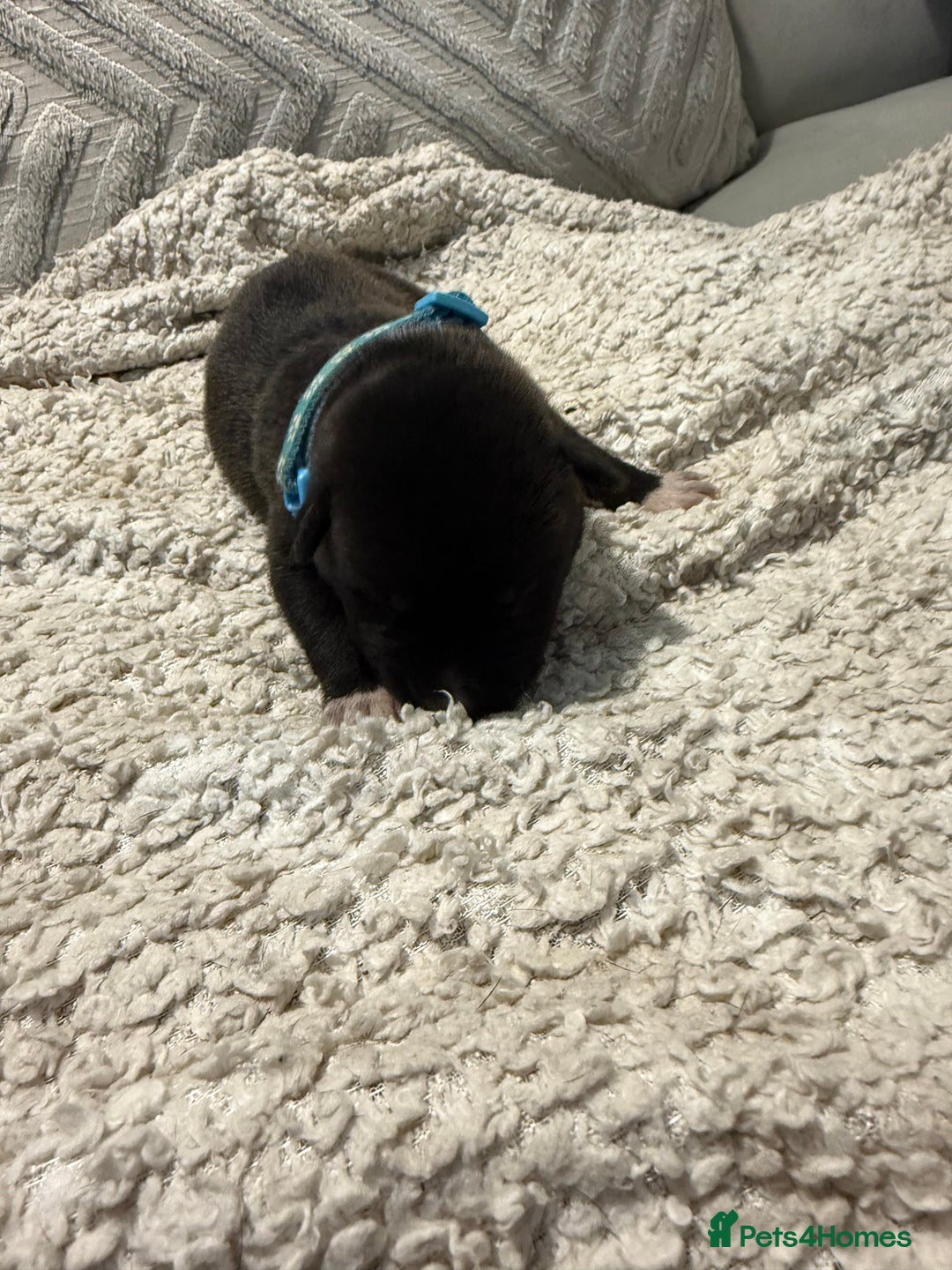 Mixed Breed dogs for sale: Cane corso mix Akita  - Image 38