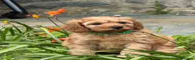 Cavapoo Puppy 2