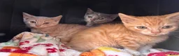 British Shorthair cats for sale: Beautiful Unusual Kittens for sale - Advert 8