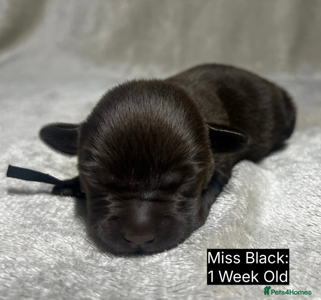 Labrador Retriever dogs for sale: 🖤🤎Superb, Kc Reg, Health Tested, Lab Pups🤎🖤 - Advert 12