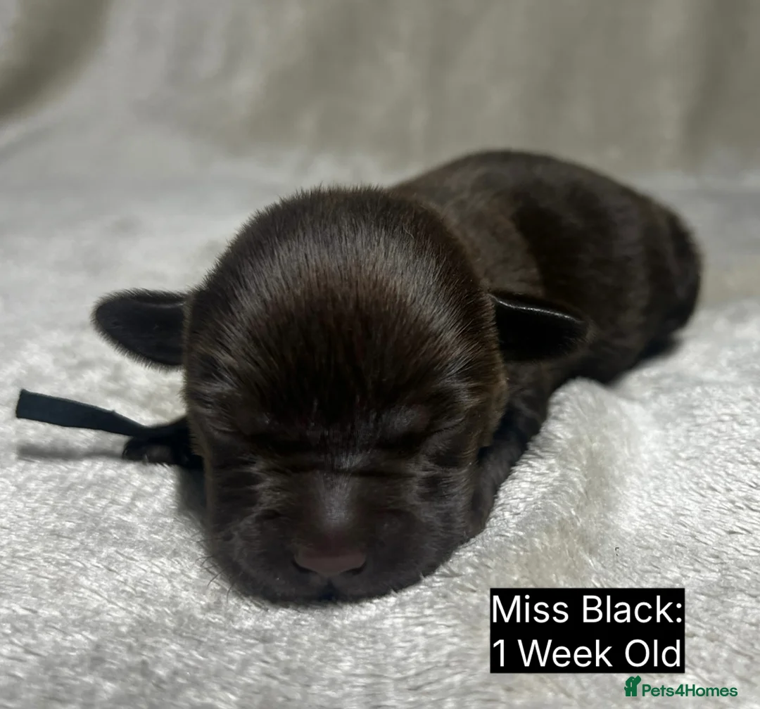 Labrador Retriever dogs for sale: 🖤🤎Superb, Kc Reg, Health Tested, Lab Pups🤎🖤 - Advert 13
