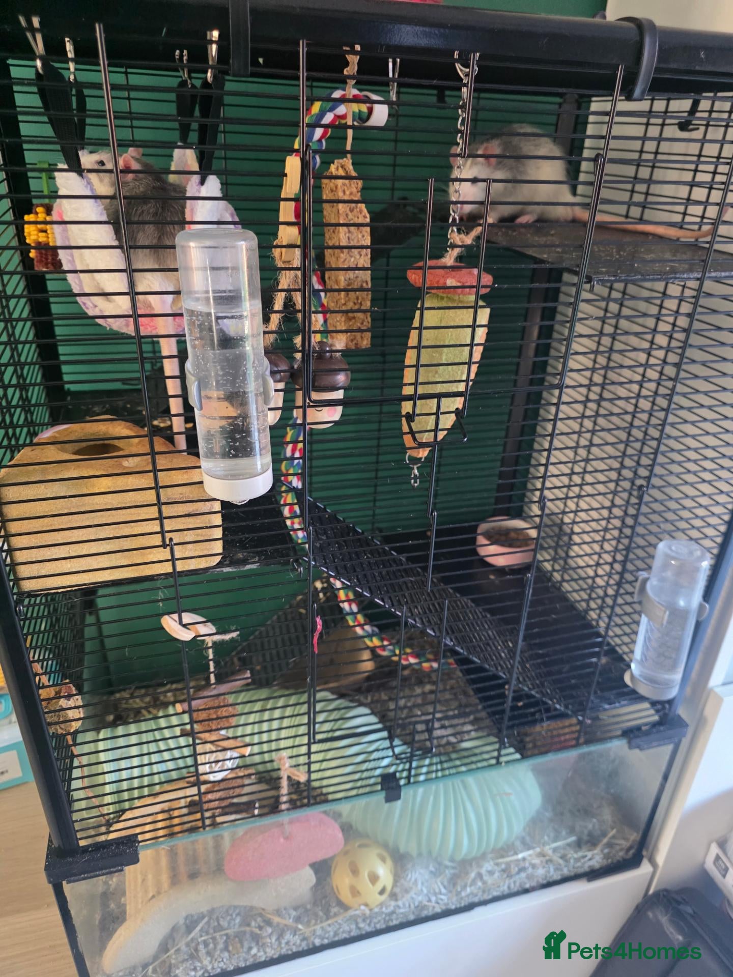 Rat rodents Two gorgeous male rats for sale.  - Advert 1