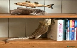 Bearded Dragon reptiles for sale: 1yo bearded dragon  - Image 11