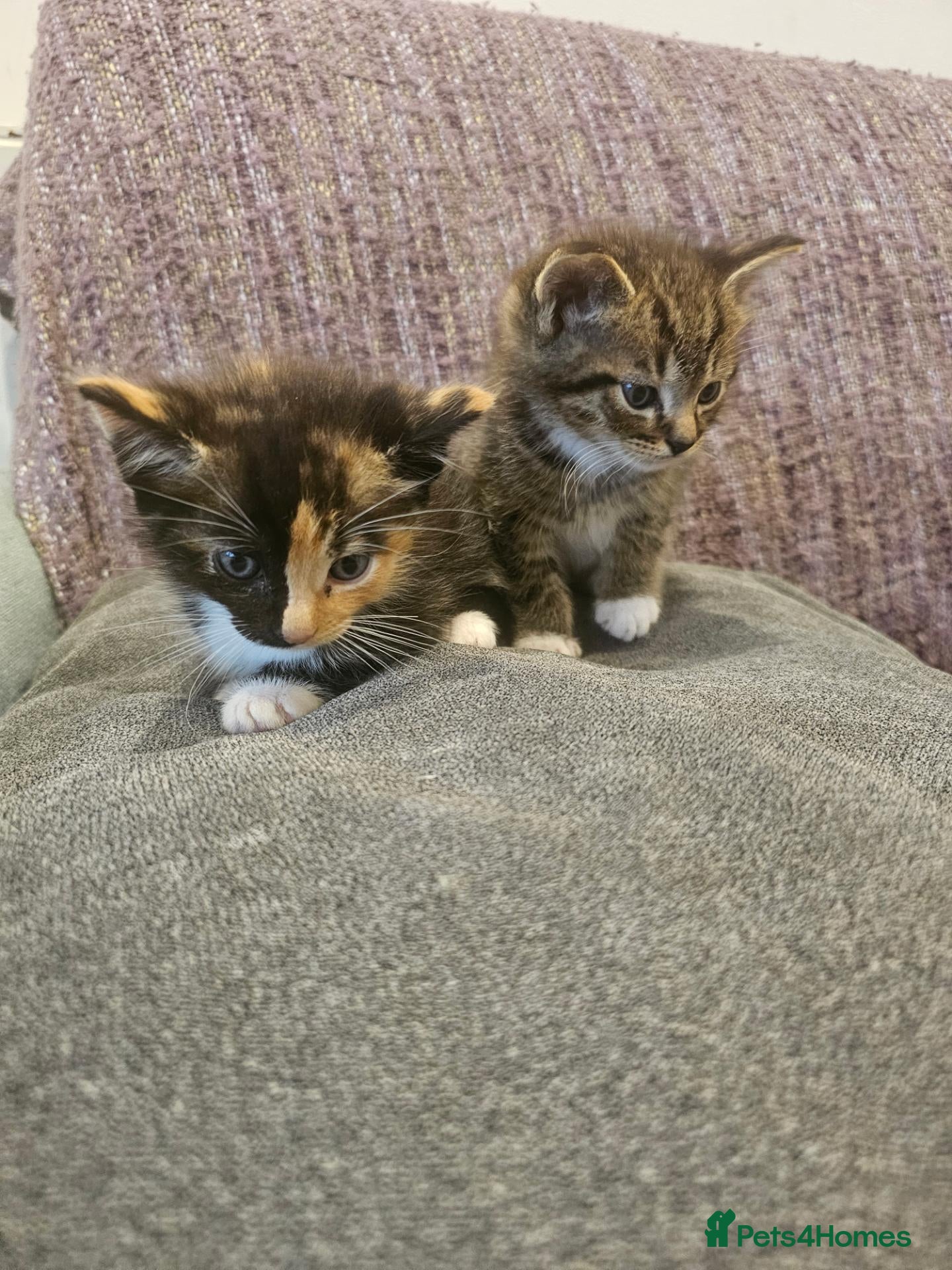 Mixed Breed cats Mix ragdoll kittens for sale  - Advert 3