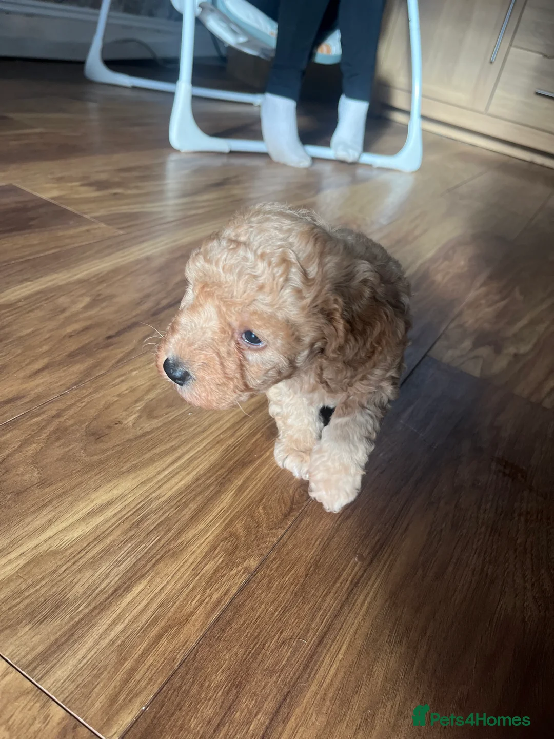 Cockapoo dogs for sale: F1B cockapoo puppies  - Advert 5