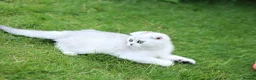 Scottish Fold cats for sale: Last Boy available  - Advert 5