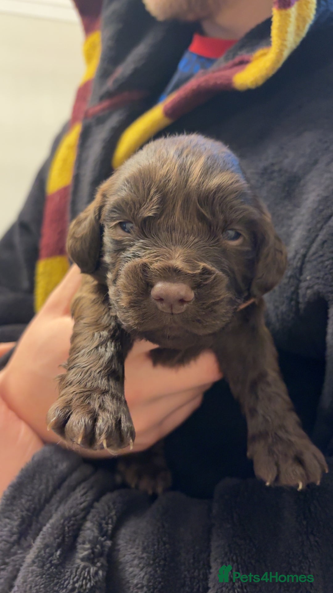 Cocker Spaniel dogs for sale: Cocker spaniel puppies - Advert 31