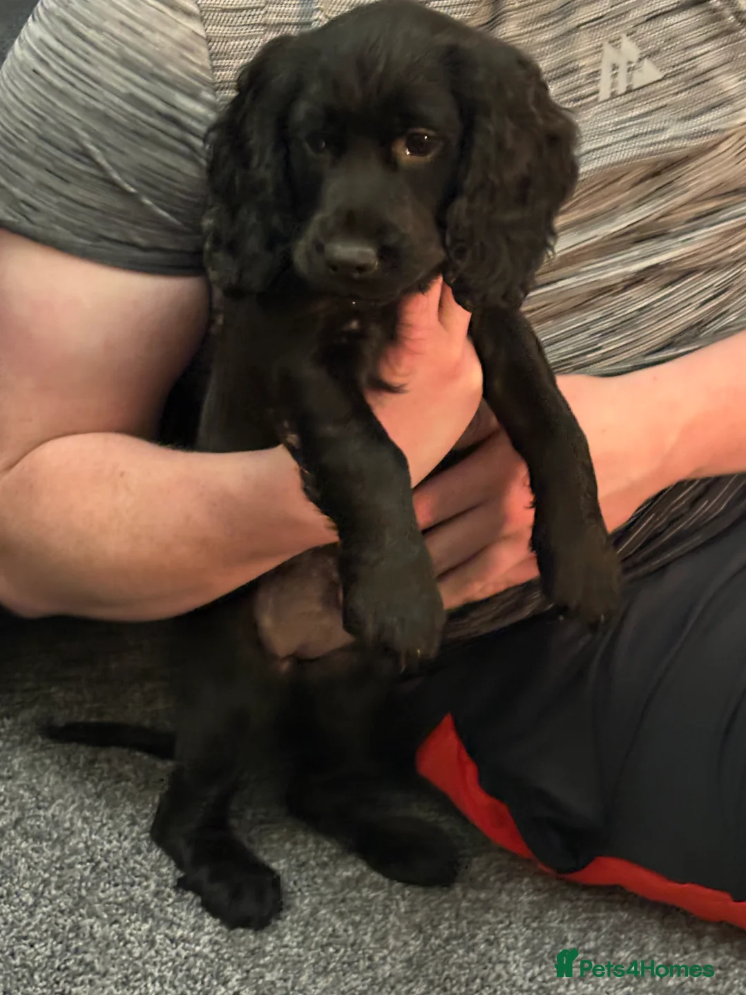 Cocker Spaniel dogs for sale: One Male Black & White Male One Black Female Pup - Advert 11