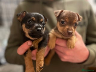 Jack Russell dogs Beautiful miniature Jack Russell puppies - Advert 3