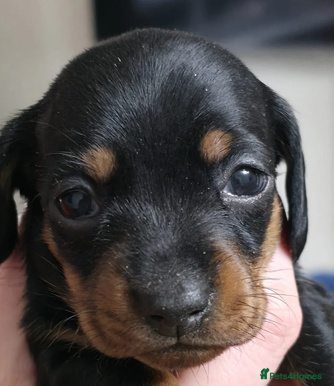 Dachshund dogs for sale: Beautiful litter of smooth mini dachshunds - Advert 4