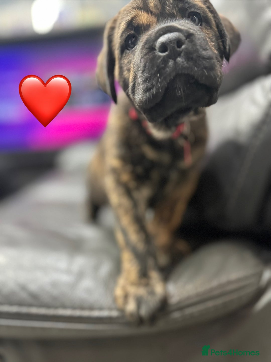 Cane Corso dogs for sale: Chunky Cane Corso Cross Pups – Ready Next Week! - Image 5