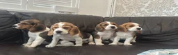 Beagle dogs for sale: Beautiful Beagles(ready now) - Advert 15