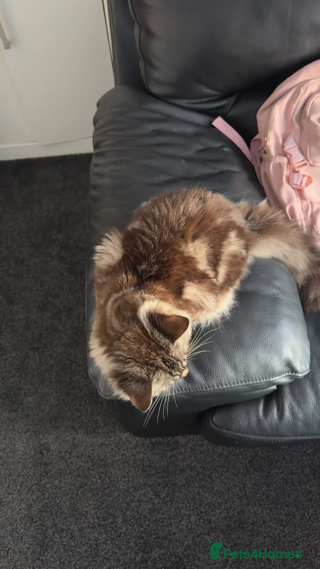 Ragdoll cats for sale: 2 years odl cat - Advert 2