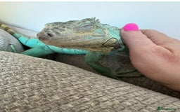 Iguana reptiles for sale: Blue female iguana  - Image 1
