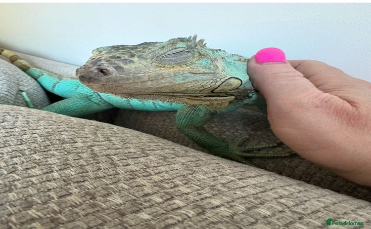 Iguana reptiles - Advert 3