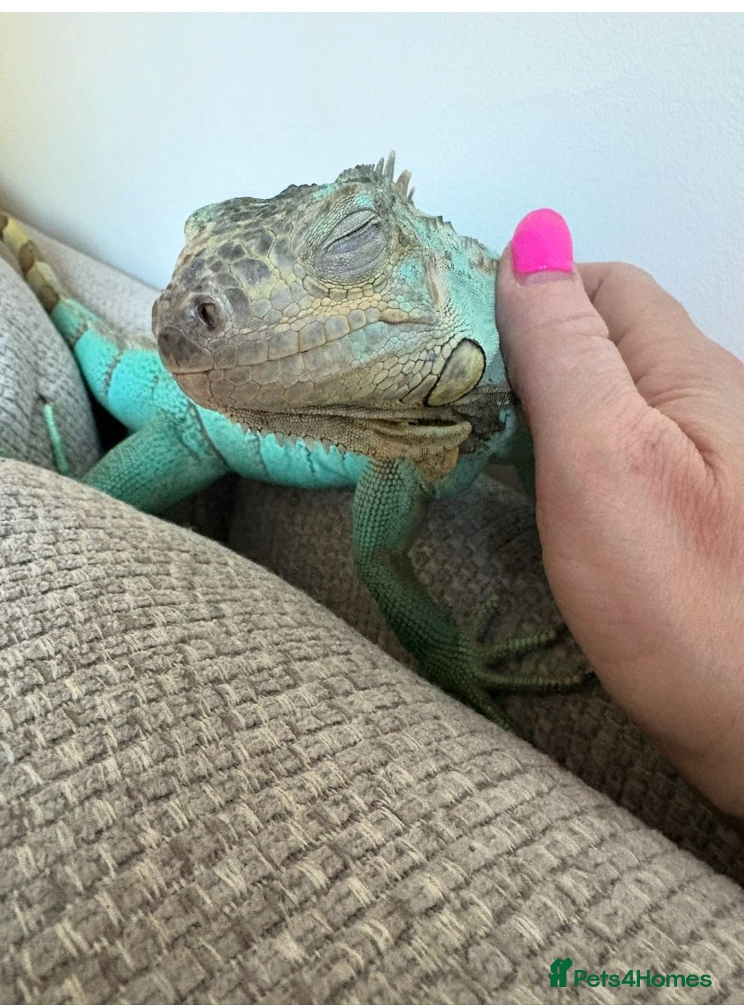 Iguana reptiles for sale: Blue female iguana  - Image 1