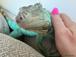 Iguana reptiles - Advert 17